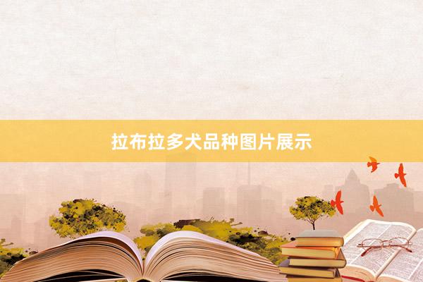 拉布拉多犬品种图片展示